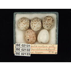 <em>Chrysococcyx basalis</em>
