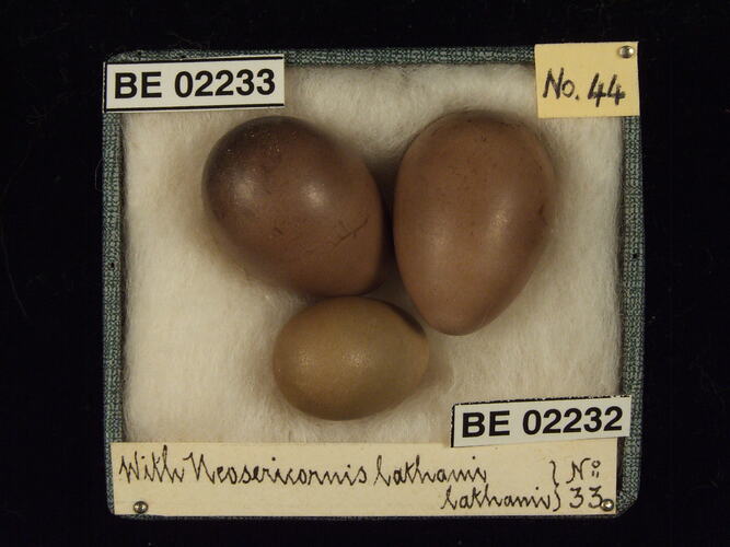 Three bird eggs with specimen labels in box.