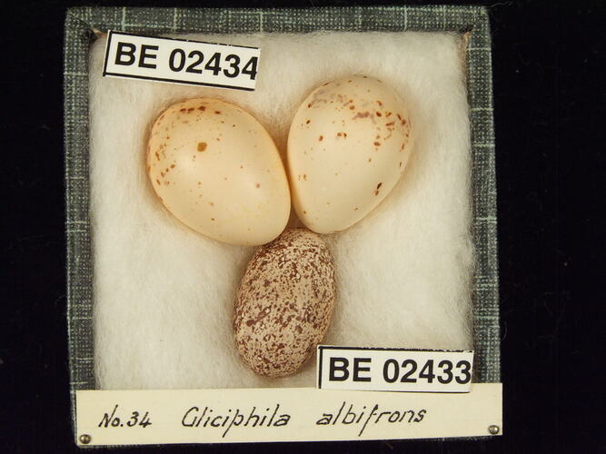 Three bird eggs in box with specimen labels.