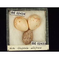 <em>Chrysococcyx basalis</em>
