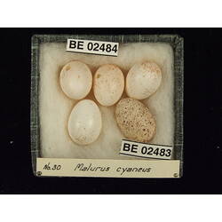 <em>Chalcites basalis</em> (Horsfield, 1821)