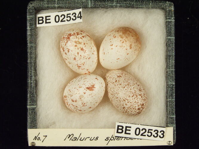Four bird eggs with specimen labels in box.