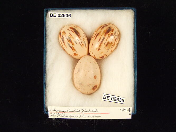 Three bird eggs with specimen labels in box.
