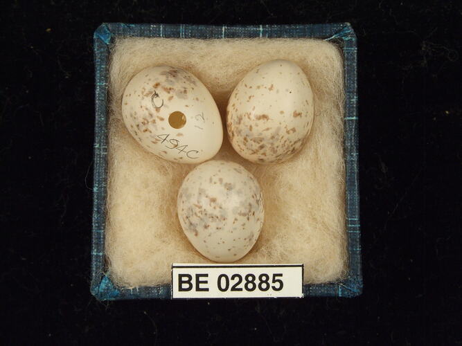 Three bird eggs with specimen label in box.
