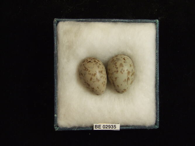 Two bird eggs with specimen label in box.