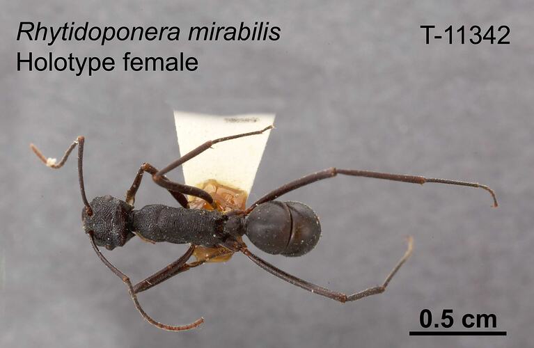 Ant specimen, female, dorsal view.
