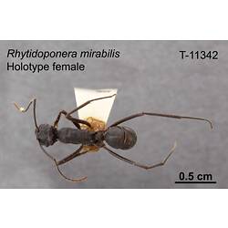 Ant specimen, female, dorsal view.