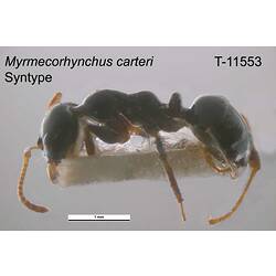 Ant specimen, lateral view.