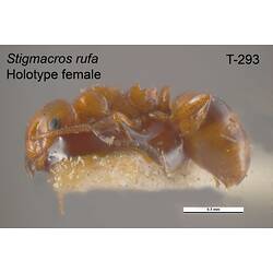 Ant specimen, female, lateral view.