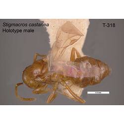 Ant specimen, male, dorsal view.