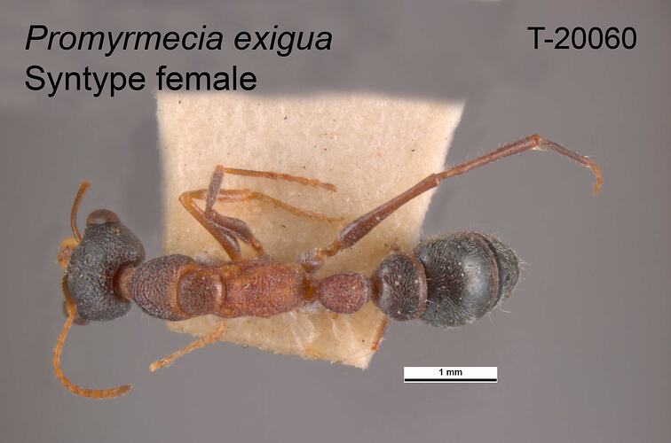 Ant specimen, female, dorsal view.