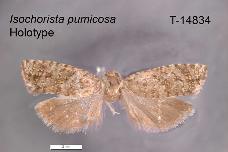 Moth specimen, dorsal view.