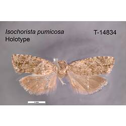 Moth specimen, dorsal view.
