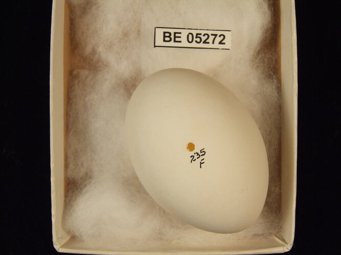 Bird egg with specimen label in box.