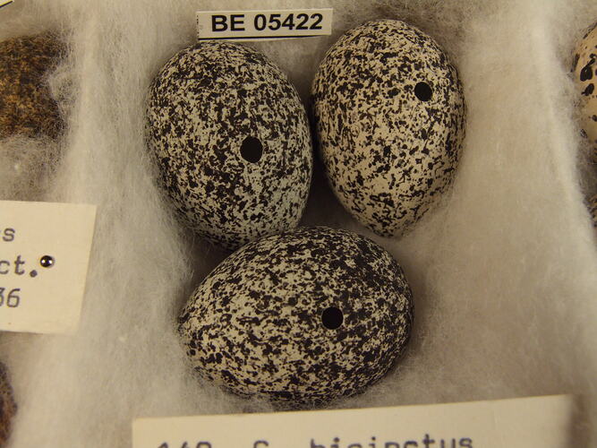 Close up of three bird eggs with specimen labels.