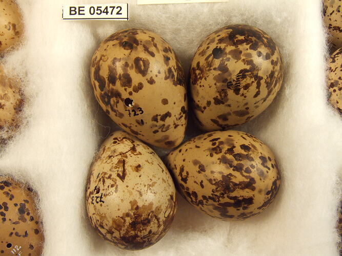 Close up of four bird eggs with specimen labels.