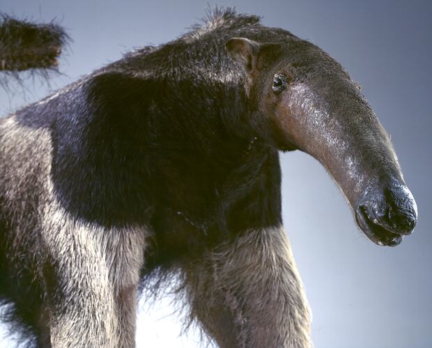 Anteater specimen, detail of head.