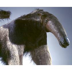 Anteater specimen, detail of head.