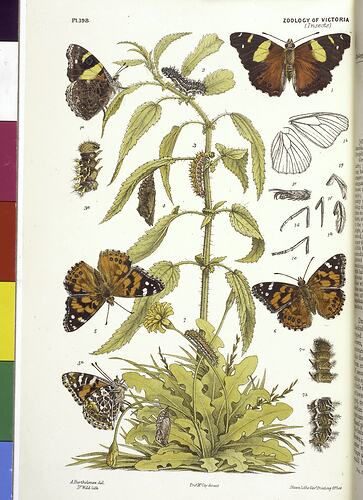 Coloured illustrations of butterflies on a plant.