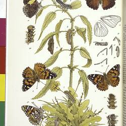 Coloured illustrations of butterflies on a plant.