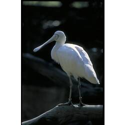 A Yellow-billed Spoonbill perched on a branch above the water.
