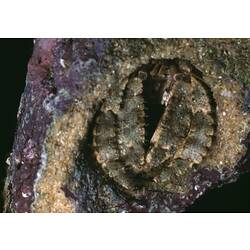 Hermit crab visible in aperture of gastropod shell.