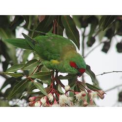 A Musk Lorikeet in a tree feeding on white Eucalypt blossoms.
