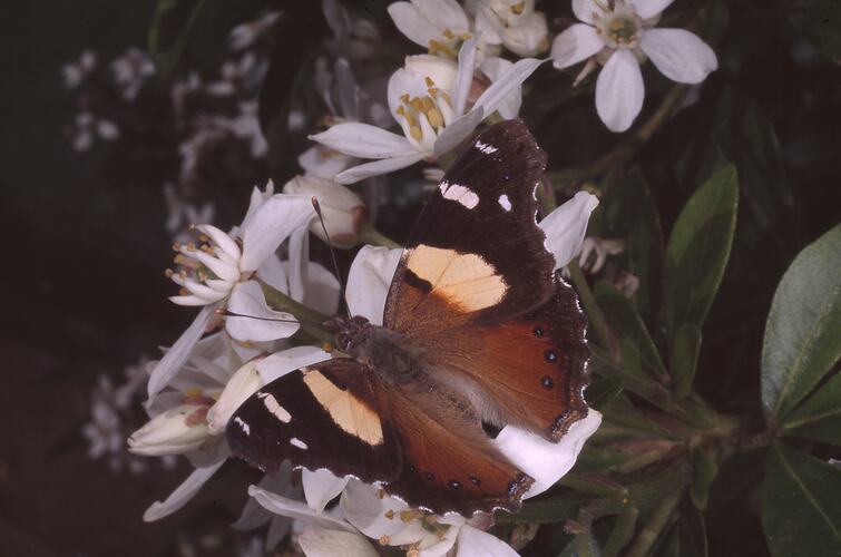 A female Yellow Admiral butterfly on a flower.