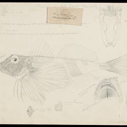 Pencil drawing of a fish.