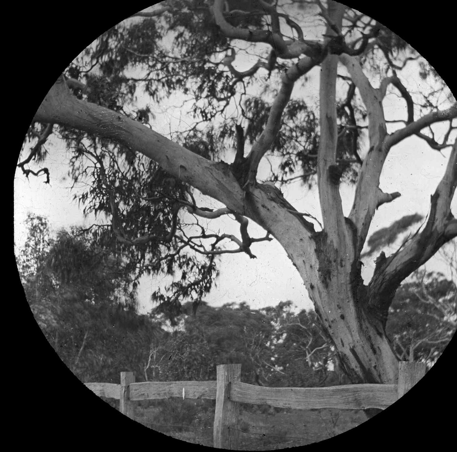 Lantern Slide - Gum Tree, Australia, Date Unknown