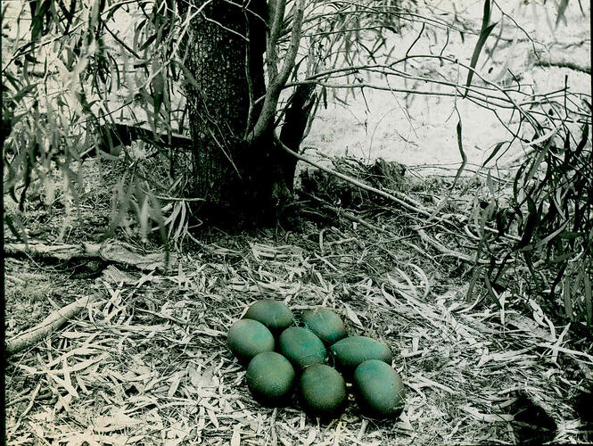 Lantern Slide - Emu Nest with Eggs, Riverina, New South Wales, Date Unknown. [BA 1497]