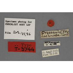 Entomology type specimen labels.