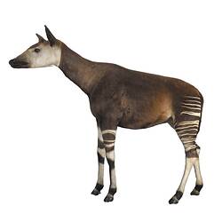 Side view of Okapi specimen.