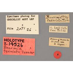 Entomology type specimen labels.