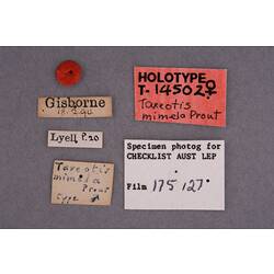 Entomology type specimen labels.