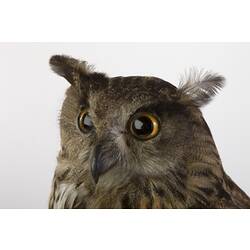 Detail of mounted owl specimen's face.