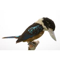 <em>Dacelo gaudichaud</em>, Rufous-bellied Kookaburra, mount.  John Gould Collection.  Registration no. 22420.