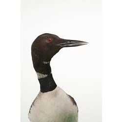 Front view of mounted black and white loon specimen.