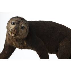 Taxidermied Bear Cuscus specimen.