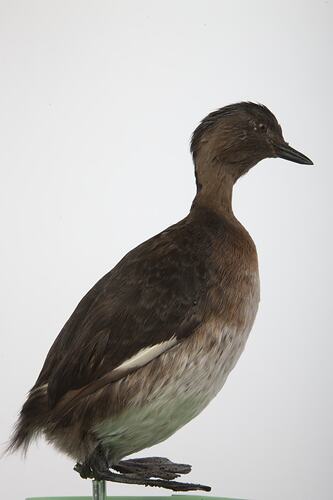 <em>Poliocephalus rufopectus</em>, New Zealand Grebe, mount.  Registration no. 61437.
