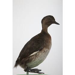 <em>Poliocephalus rufopectus</em>, New Zealand Grebe, mount.  Registration no. 61437.