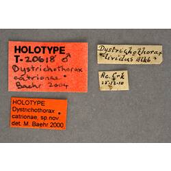 Handwritten specimen labels.