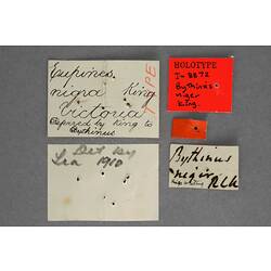 Handwritten specimen labels.