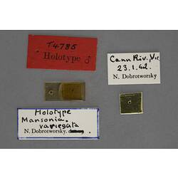 Partial insect preparation on slide with specimen labels.