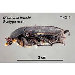 Beetle specimen, male, lateral view.