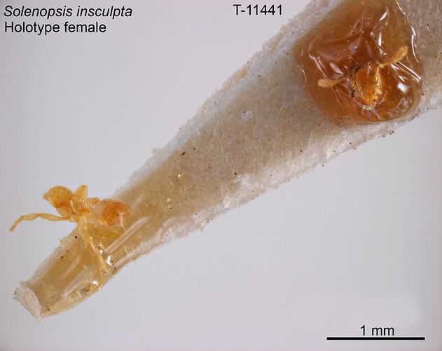 Ant specimen, female, dorsal view.