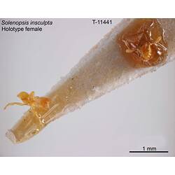 Ant specimen, female, dorsal view.