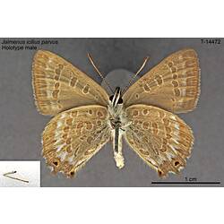 Butterfly specimen, male, ventral view.