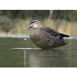 A Pacific Black Duck, standing in water, drops of water dripping from its beak.