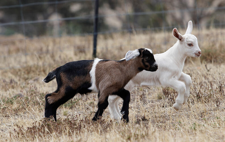 Two young Goats playing in a paddock.